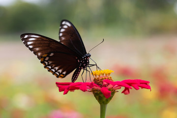 Obraz na płótnie Canvas Beautiful butterfly Sucking nectar from pollen In the flower garden
