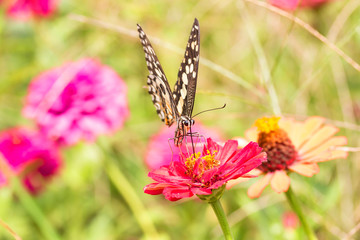 Fototapeta premium Beautiful butterfly Sucking nectar from pollen In the flower garden