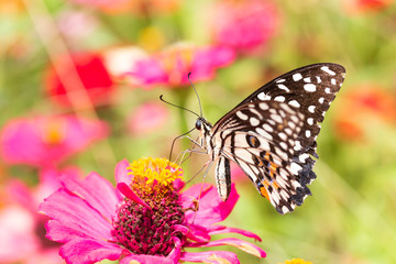 Naklejka na ściany i meble Beautiful butterfly Sucking nectar from pollen In the flower garden