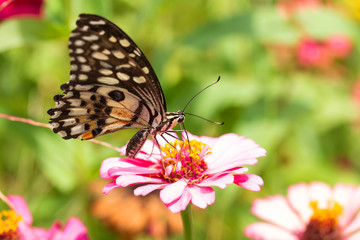 Fototapeta na wymiar Beautiful butterfly Sucking nectar from pollen In the flower garden