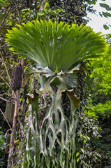 Platycerium ferns plant staghorn or elkhorn fern growing on bark tree
