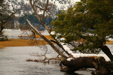 Snowy tree in water
