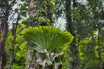 Platycerium ferns plant staghorn or elkhorn fern growing on bark tree
