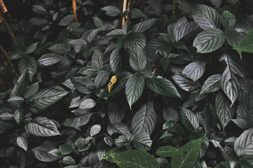 green leaf plant backgrounds