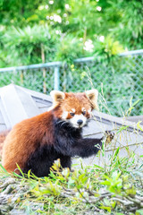 Fototapeta premium A lesser panda ( red panda) eating bamboo grasses