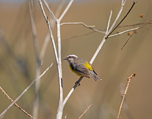 Cambacica (Coereba flaveola)