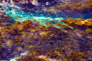 Obraz premium The clear sea surface and the sea weeds 