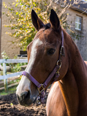 Side Profile of Brown Horse, Close Up Portrait