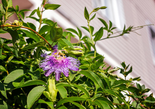 blue pasiflora flower on a background of green leaves close-up ,passion fruit