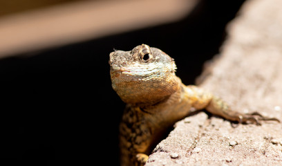 Calango-de-lajedo (Tropidurus semitaeniatus)