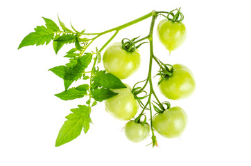 Unripe green tomatoes on branch isolated on white.