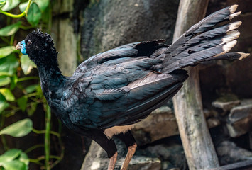 Bright Blue, Yellow, and Black Plumage on a Close Up of a Blue Bill Curassow