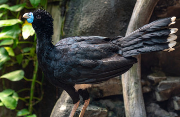 Bright Blue, Yellow, and Black Plumage on a Close Up of a Blue Bill Curassow