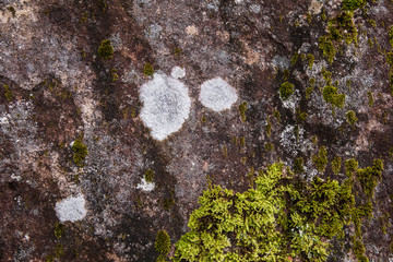 岩についた苔の写真　moss