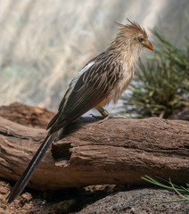 Deep Orange, White, and Brown Plumage on a Guira Cuckoo in Profile on a Branch