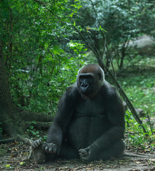 Earth Toned Fur on a lowland Gorilla Sitting in a Field