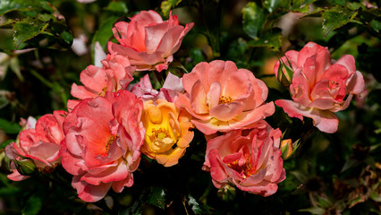 Bright Pink and Orange Petals on a Patch of Roses in a Garden