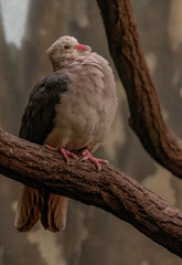White, Pink, and Grey Plumage on a Pink Pigeon on a Branch