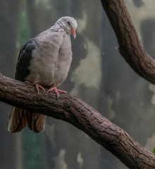 Grey, White, and Pink Plumage on a Pink Pigeon on a Branch