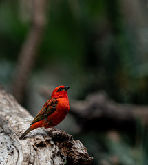Deep Red and Black Plumage on a  Madagascar Red Fody