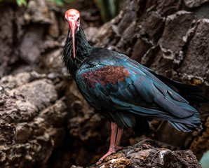 Orange, White, and Blue Plumage on a Southern Bald Ibis on the Ground