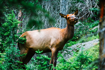 Elk in Woods