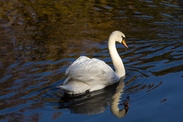 Swan lake