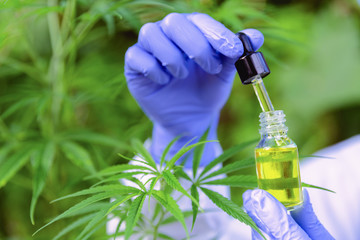 Hemp oil is in the hands of scientists in a greenhouse, Hemp oil research, Concept of herbal alternative medicine, cbd oil, pharmaceptical industry.