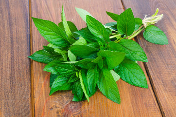 Bunch of fresh green garden mint. Photo