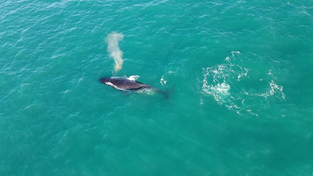 Humpback whales 4k aerial drone footage 