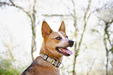 Red Heeler in Forest