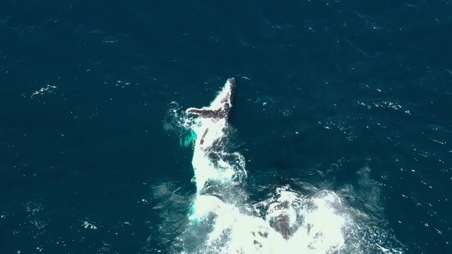 Humpback whales 4k aerial drone footage 