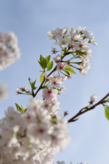 Blossoming Leaves on a Tree