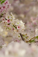 Blossoming Leaves on a Tree