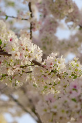 Blossoming Leaves on a Tree