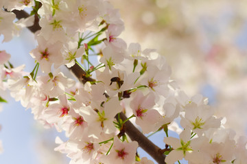 Blossoming Leaves on a Tree