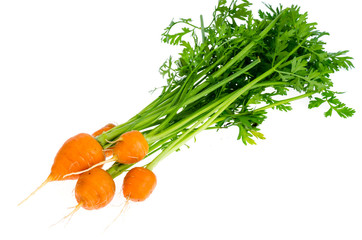 Just harvested Round romeo carrots, isolated on white background.
