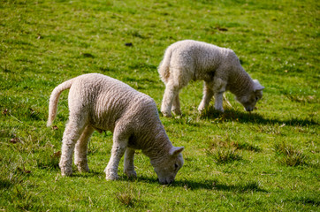Sheep at One Tree Hill in Auckland, New Zealand