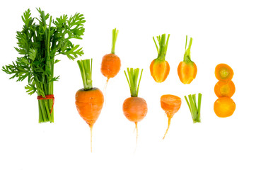 Just harvested Round romeo carrots, isolated on white background.