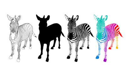 Zebra symbol icon of 4 style. Color, black and white and outline. Wild animal texture. Vector illustration isolated on white background.