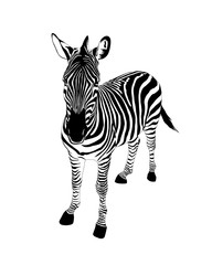 Striped black and white Zebra. Wild animal texture. Vector illustration isolated on white background.