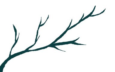 branch of tree isolated on white background