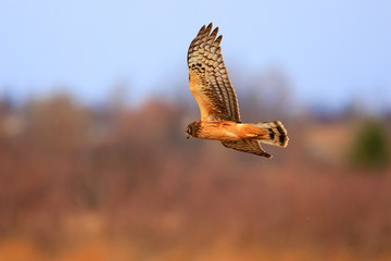 Northern Harrier steals a look as it flies past