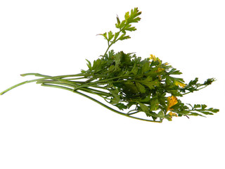 parsley isolated on a white background