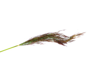 reeds isolated on white background © Oleg