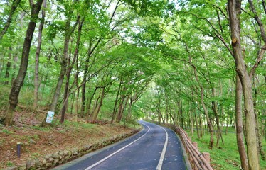 森　道　緑　夏　杤木