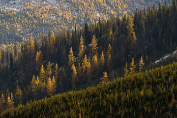 Western Larch (tamarack) trees cover the hillside in eastern washington state in the colville national forest