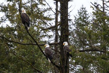 Three bald eagles perched in the same pine tree near coeur d'alene lake in northern idaho