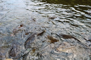 鯉　池　夏　公園　杤木