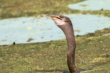 The anhinga (Anhinga anhinga) fishing in Brazos Bend State park